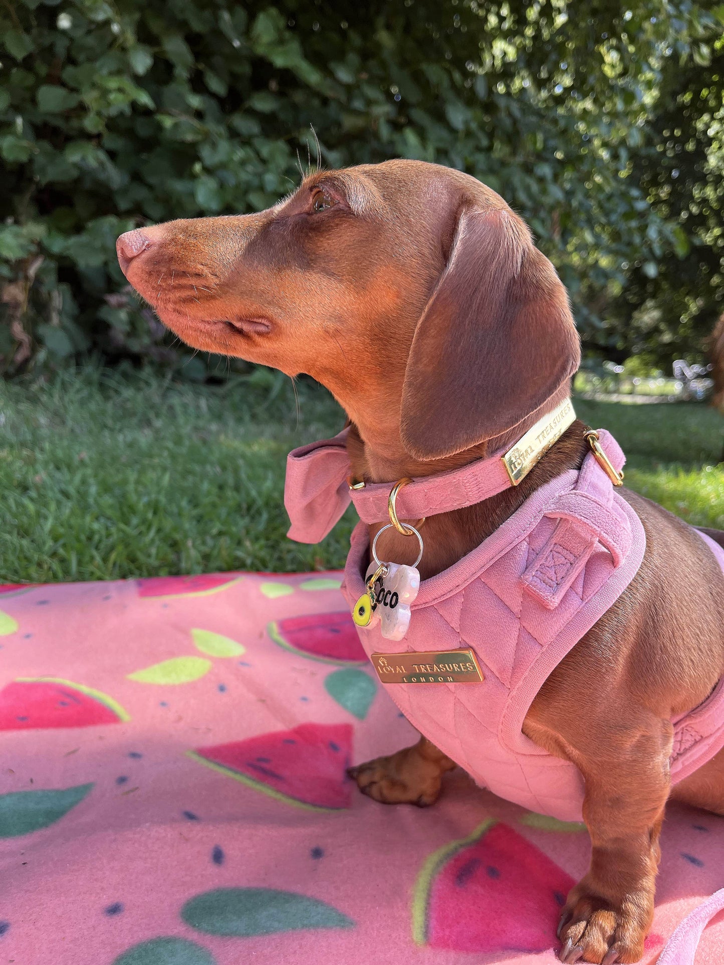 Pretty in Pink Velvet Adjustable Neck Harness, Lead & Collar Bundle