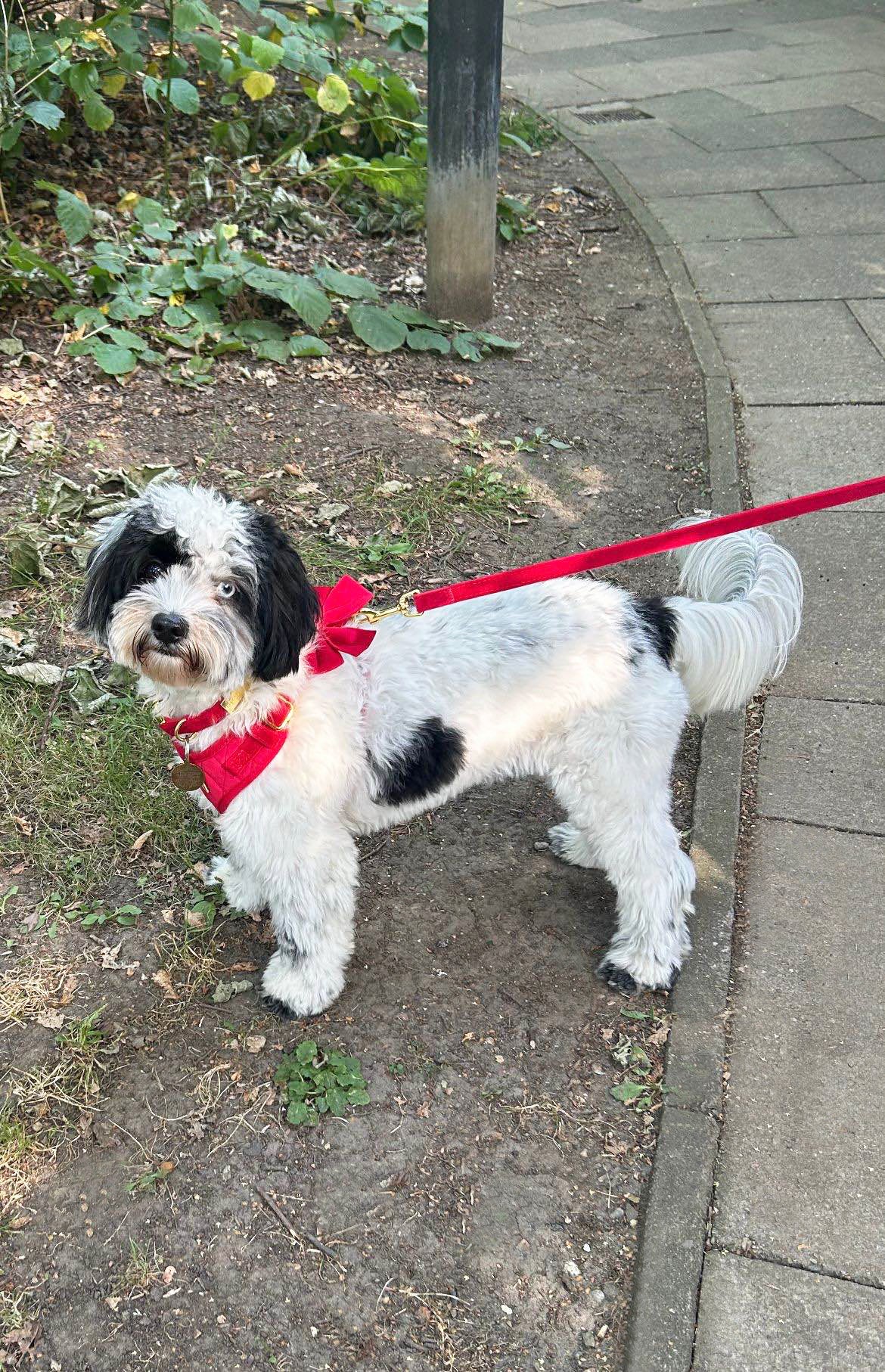 Royal Red Velvet Adjustable Neck Harness, Lead, Collar, Poop Bag, Bow Tie Bundle