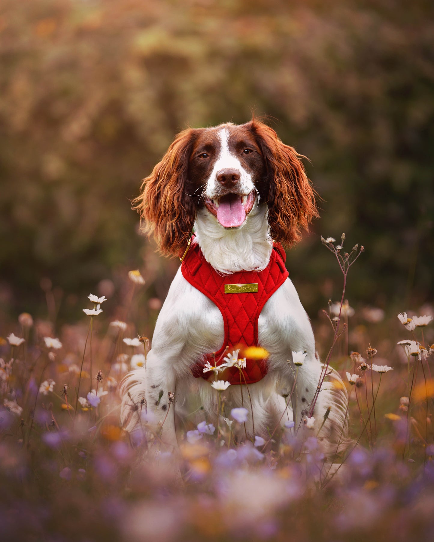 Royal Red Velvet Adjustable Neck Harness