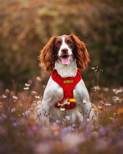 Royal Red Velvet Adjustable Neck Harness