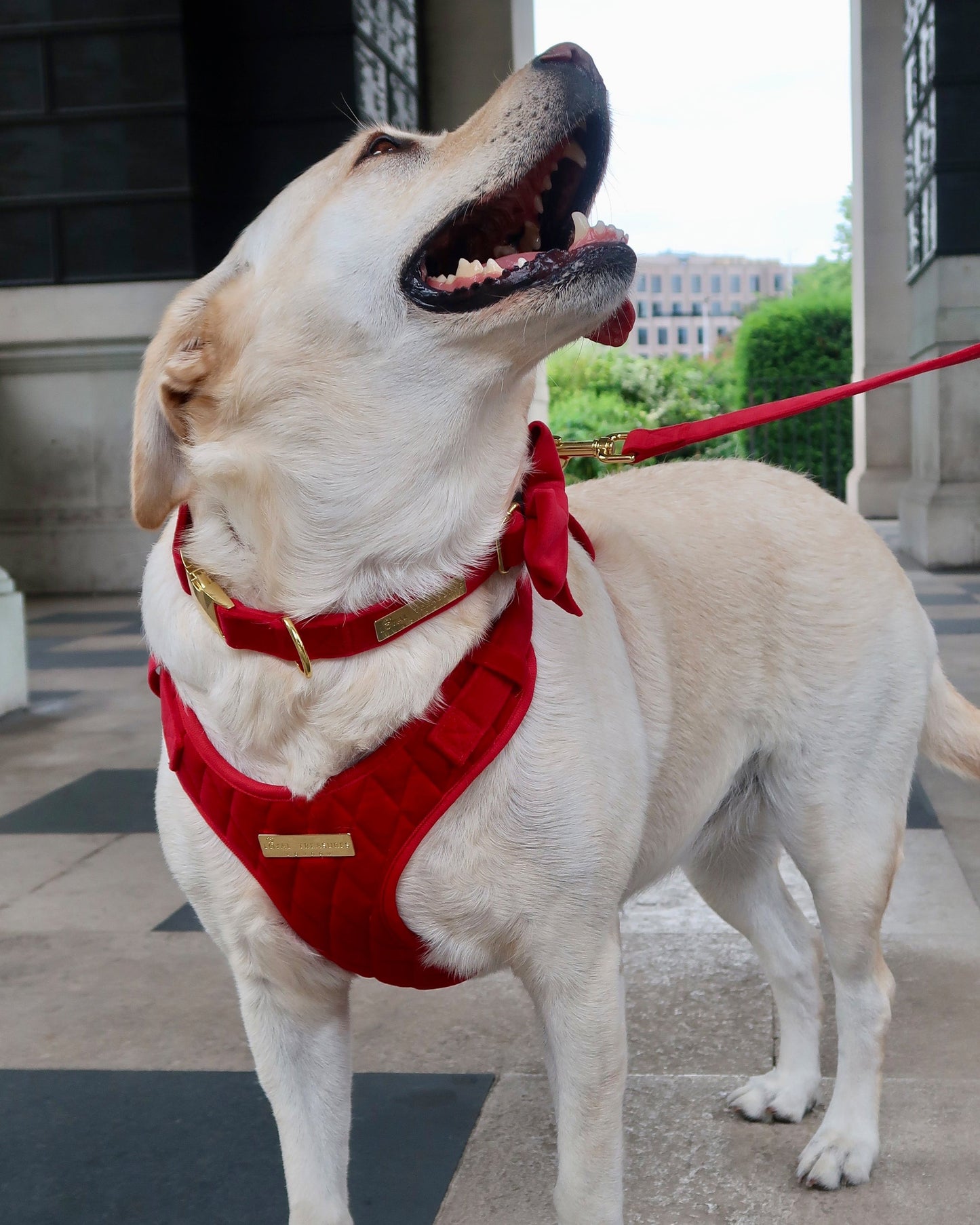 Royal Red Velvet Adjustable Neck Harness, Lead & Collar Bundle