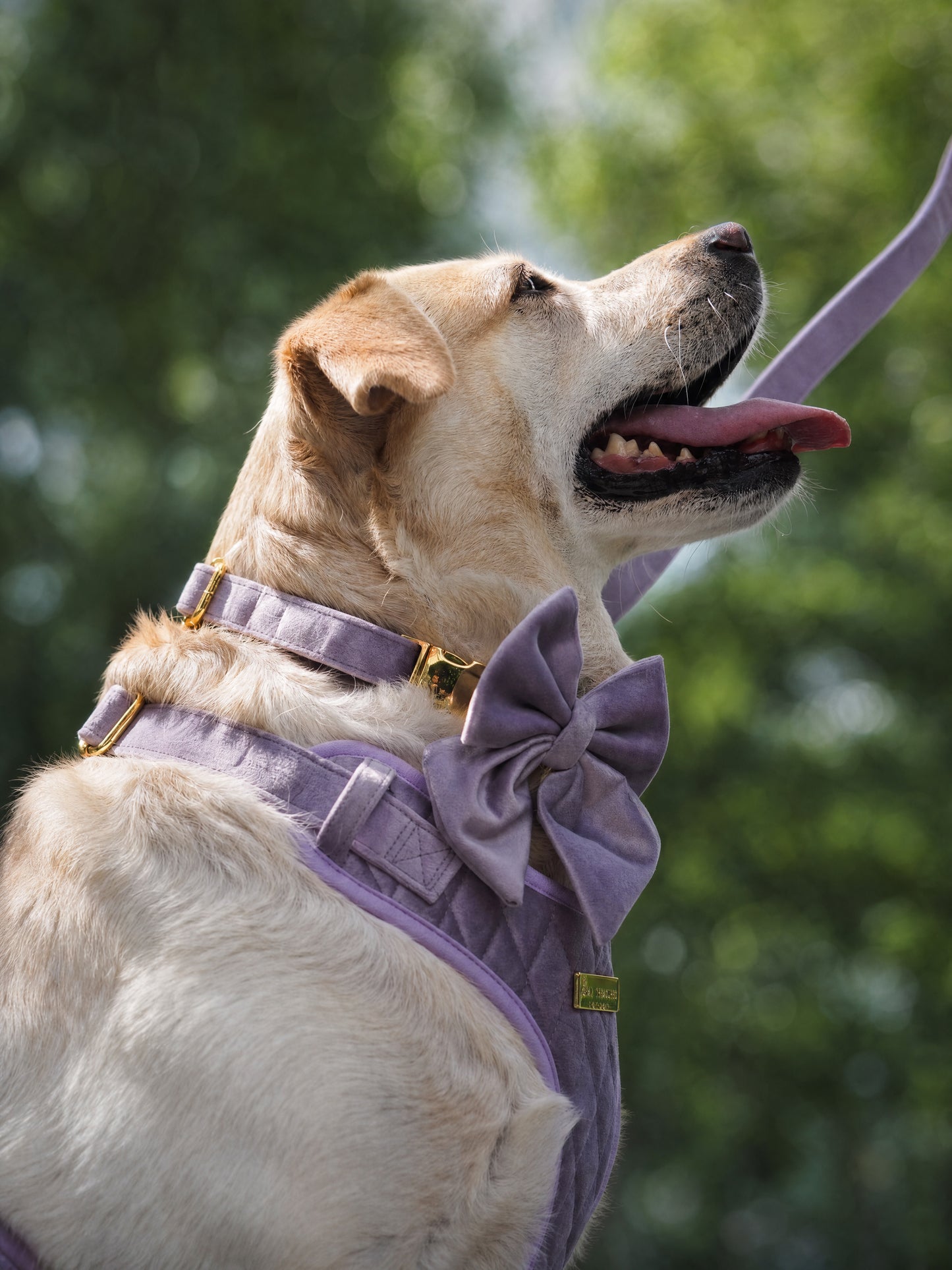 Lavender Veil | Frosted Lilac Velvet - Build Your Own Dog Harness Bundle