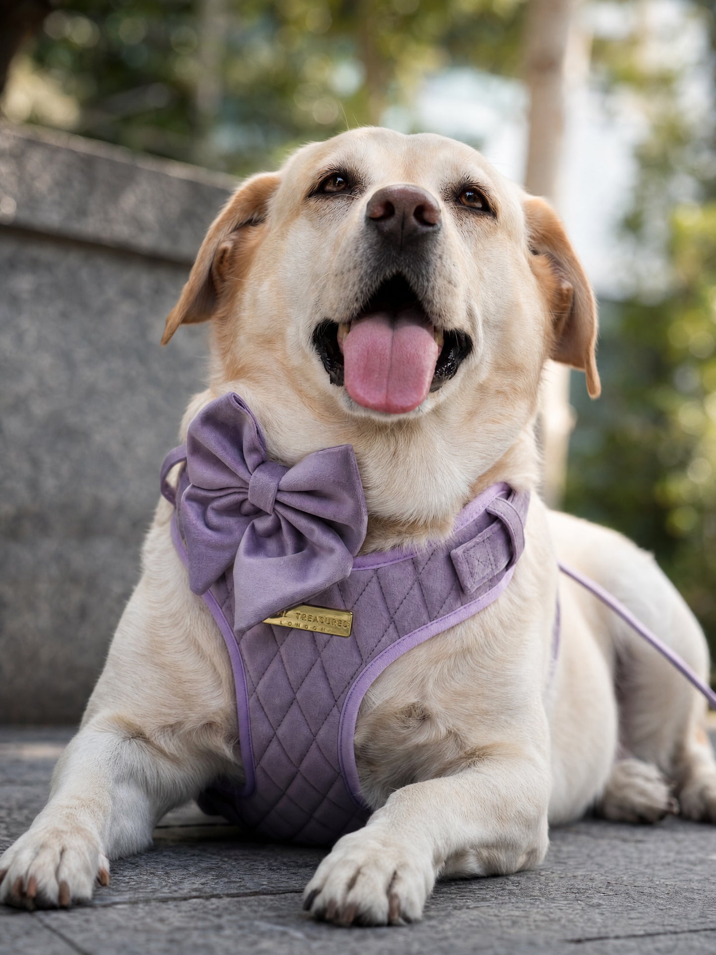 Lavender Veil | Frosted Lilac Velvet - Build Your Own Dog Harness Bundle