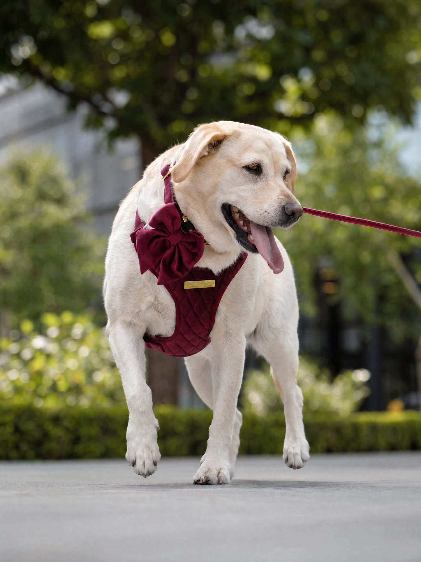 Mulberry Haze | Persian Plum Velvet - Build Your Own Dog Harness Bundle