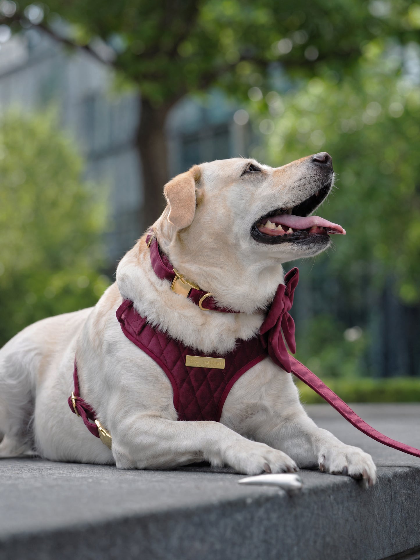 Mulberry Haze | Persian Plum Velvet - Build Your Own Dog Harness Bundle