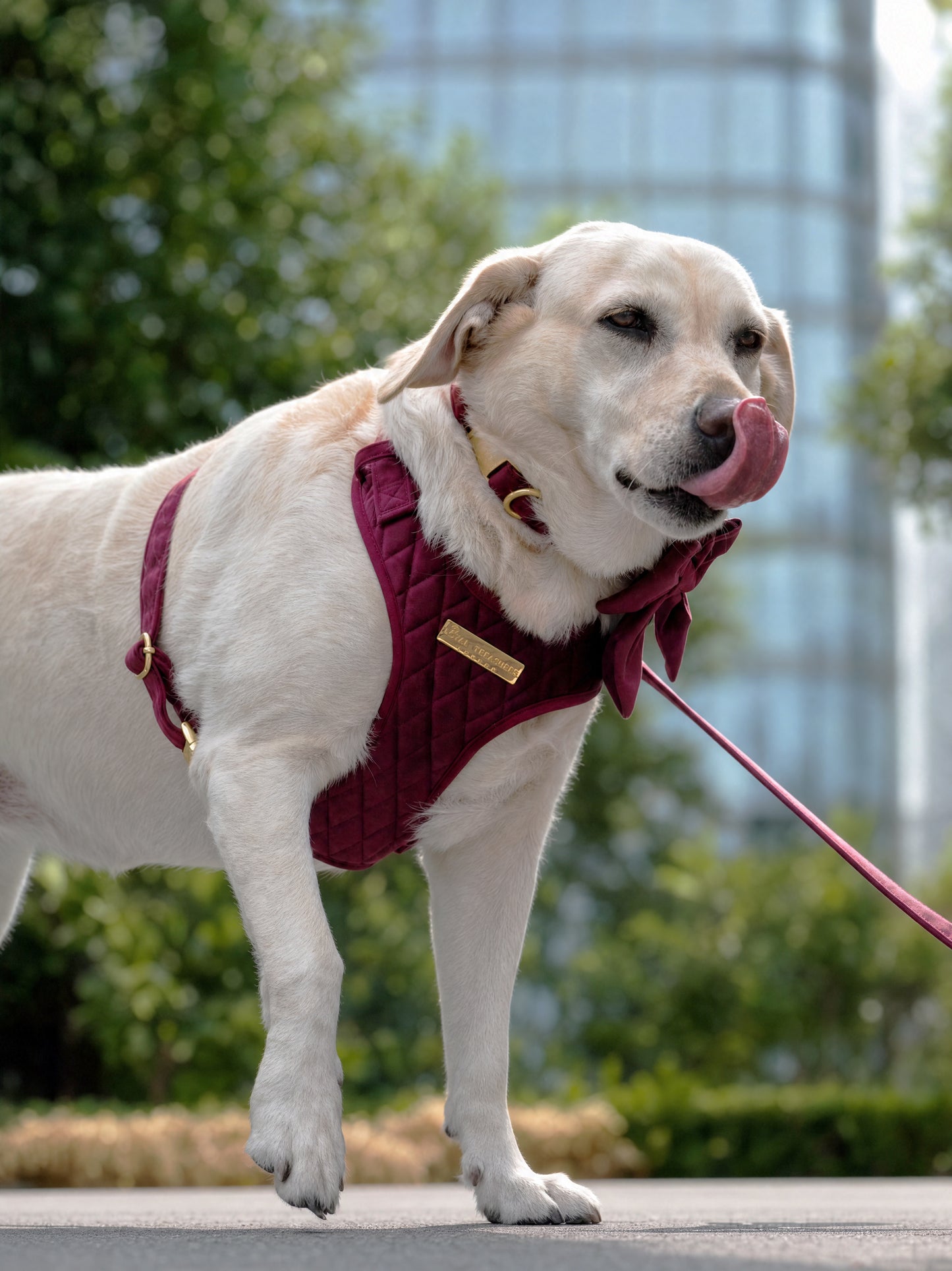 Mulberry Haze | Persian Plum Velvet - Build Your Own Dog Harness Bundle