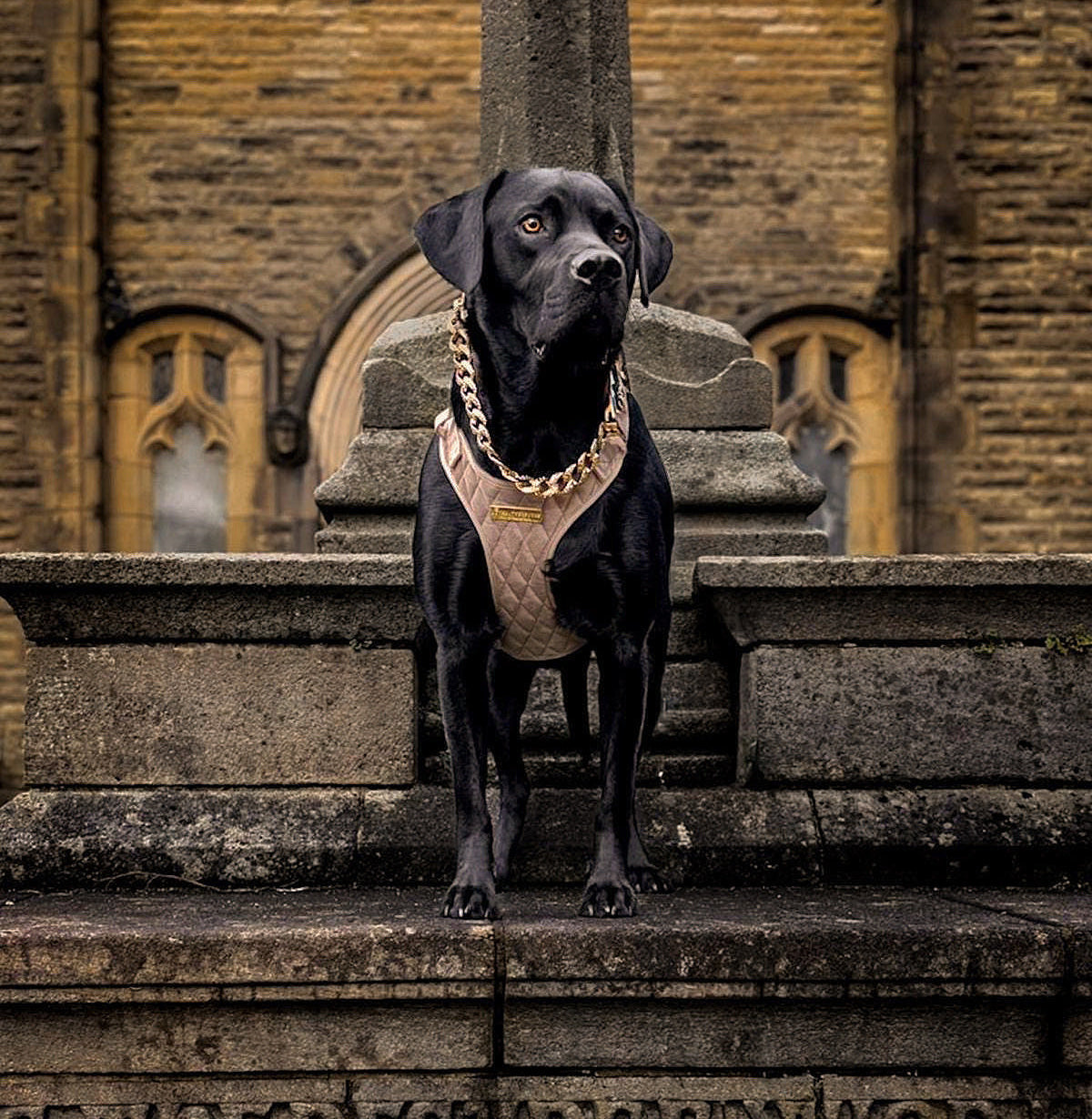 Black dog standing on stone steps in front of a brick building