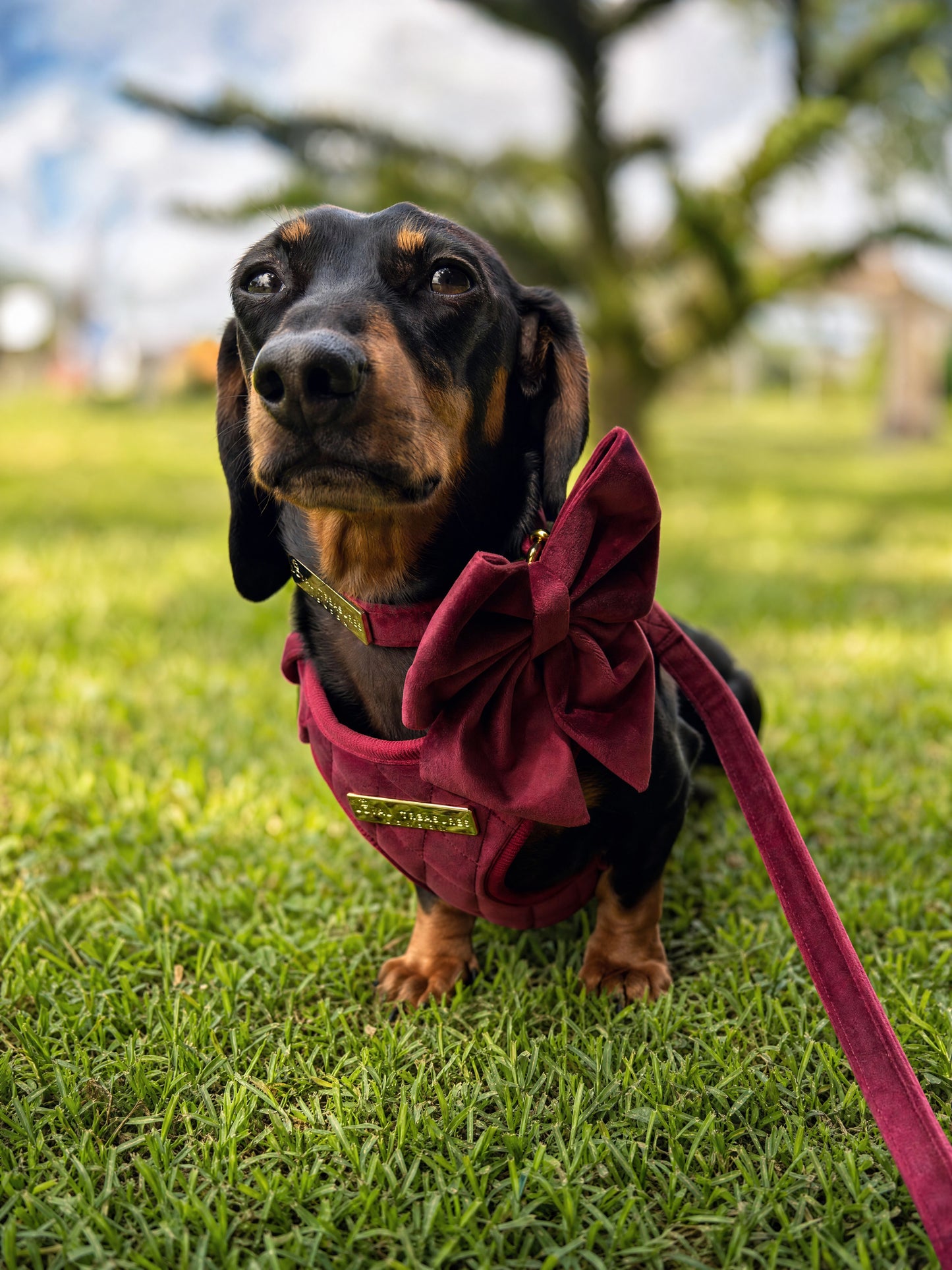 Mulberry Haze | Persian Plum Velvet - Build Your Own Dog Harness Bundle