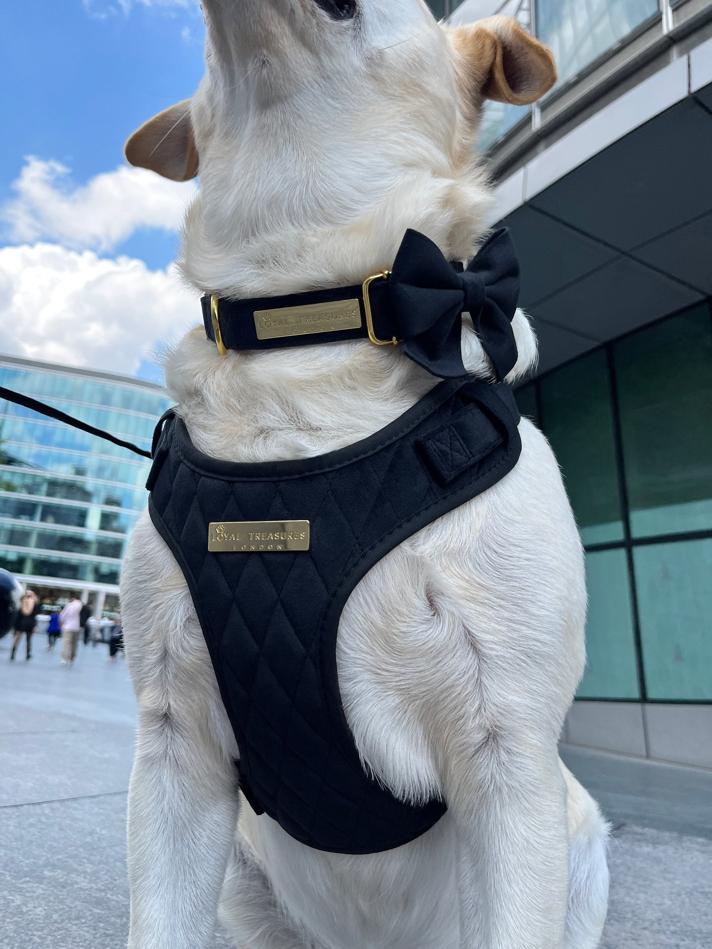 Boujee Black Velvet Bow Tie