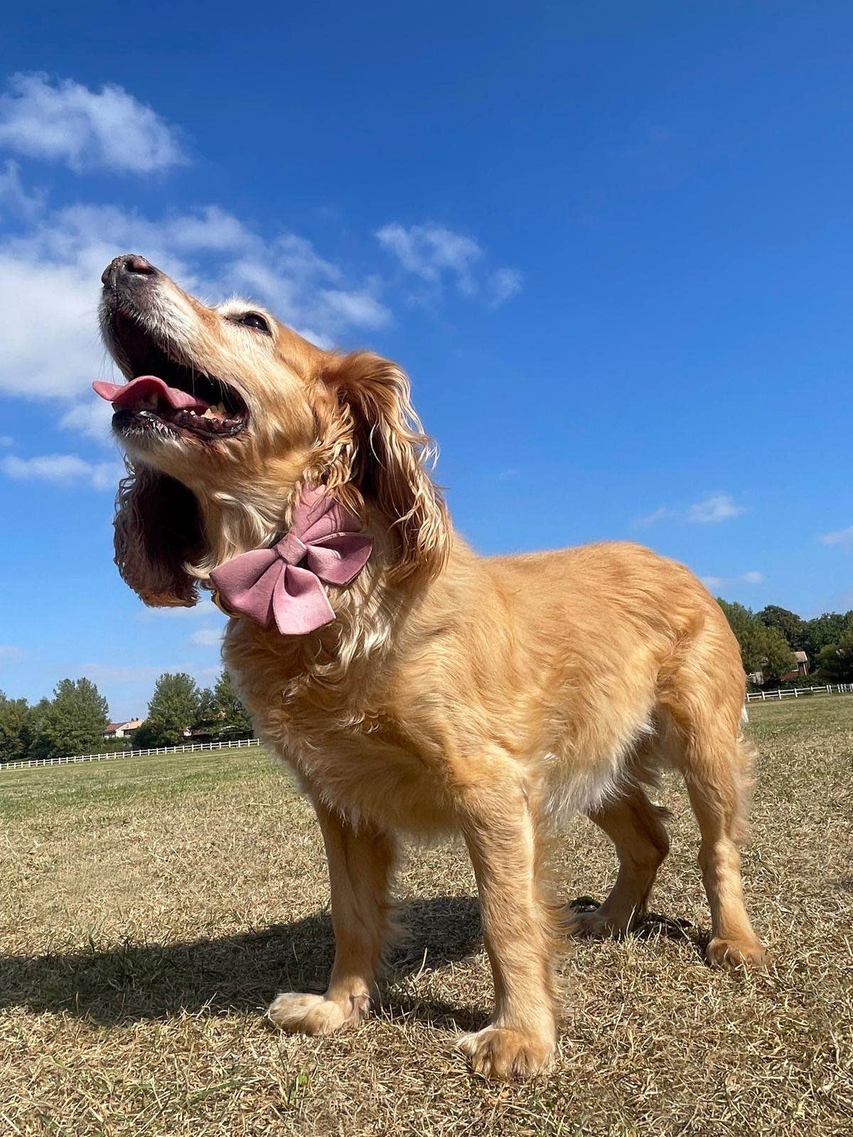 Pretty in Pink Velvet Bow Tie