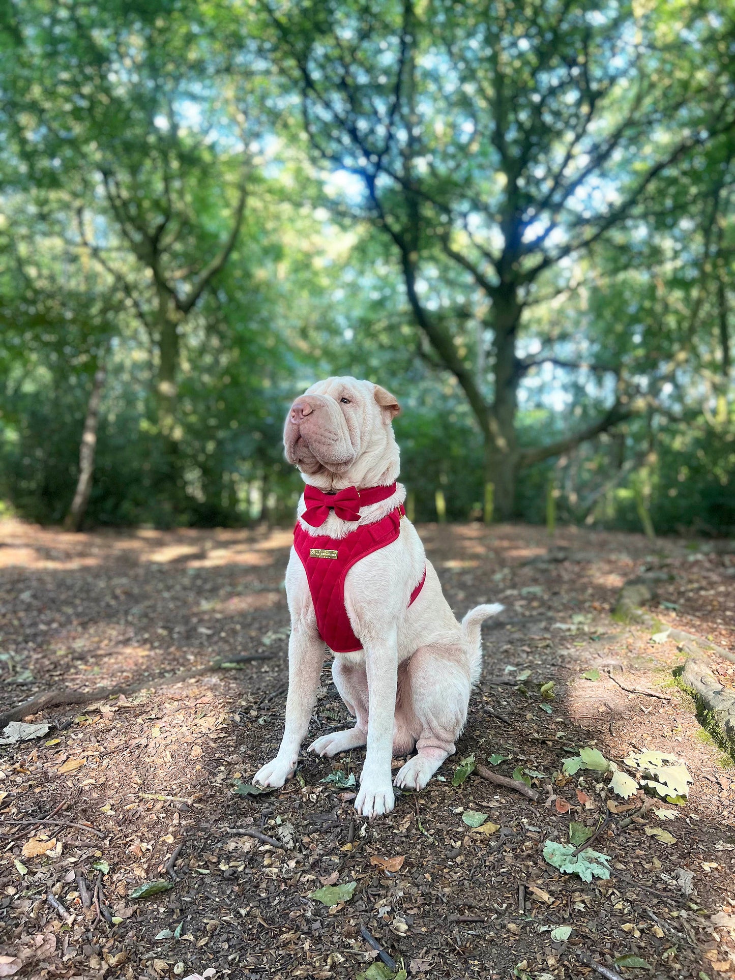 Royal Red Velvet Adjustable Neck Harness, Lead, Collar, Poop Bag, Bow Tie Bundle