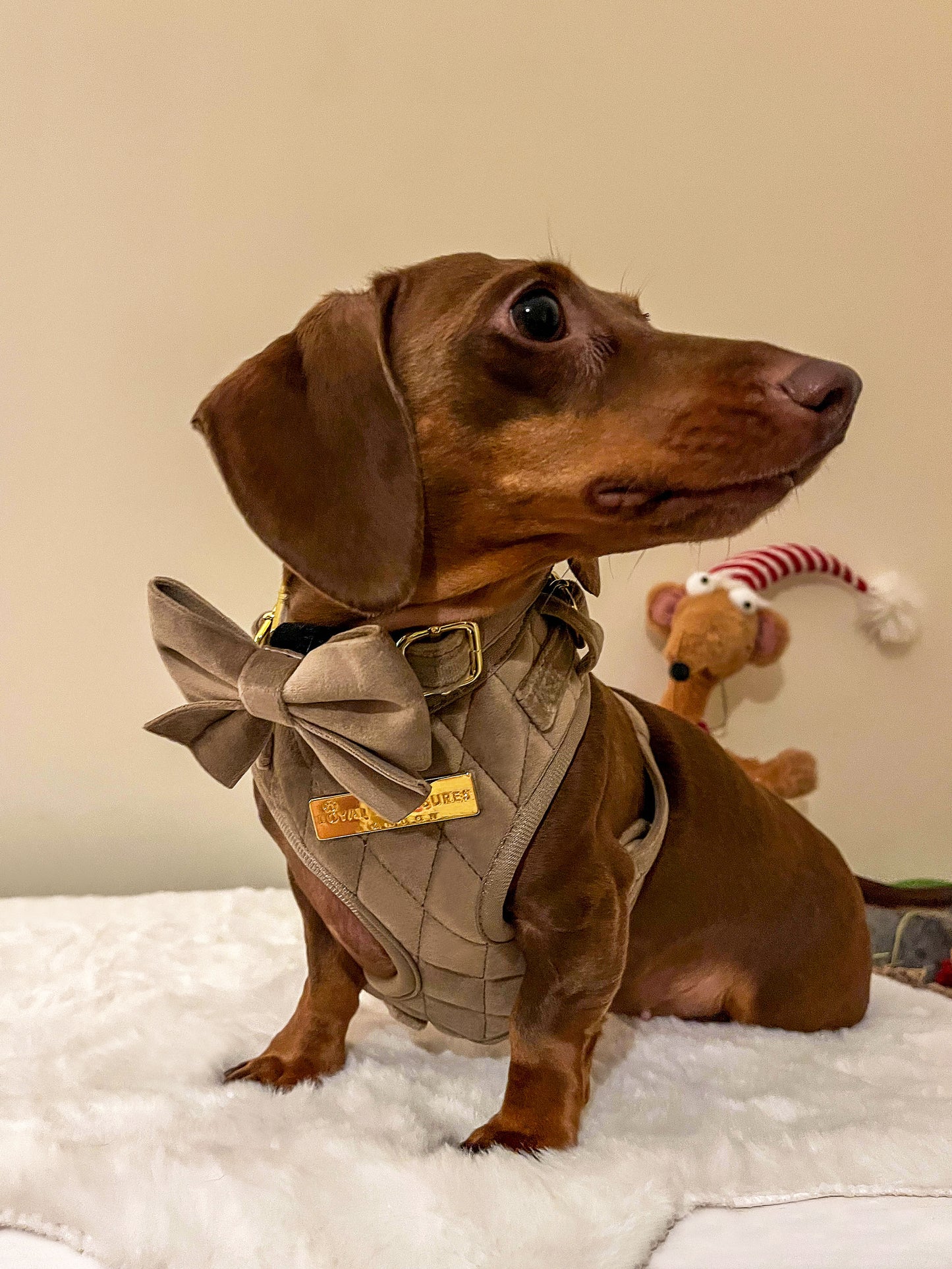 Cafe au Lait Chic Harness, Lead, Collar, Poop Bag, Bow Tie Bundle