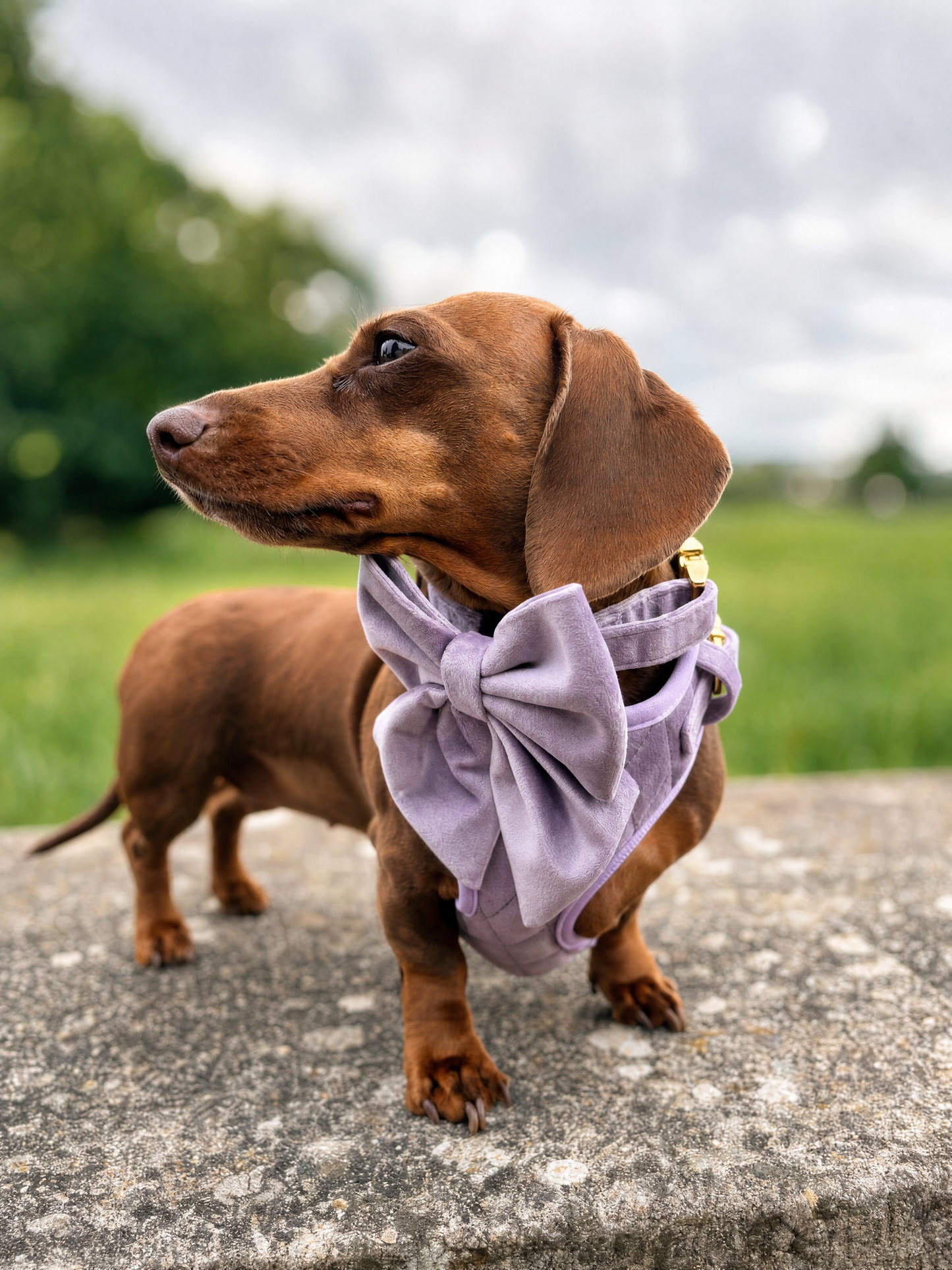 Lavender Veil | Frosted Lilac Velvet - Build Your Own Dog Harness Bundle