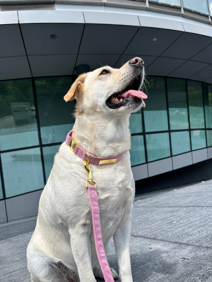 Pretty in Pink Velvet Collar