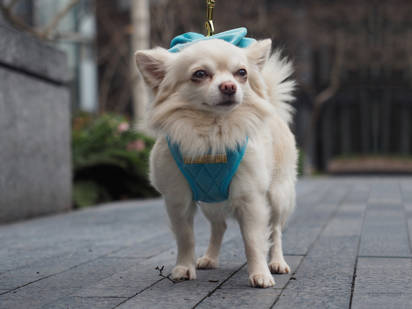 Crystal Blue | Aqua Blue Velvet
- Build Your Own Dog Harness Bundle