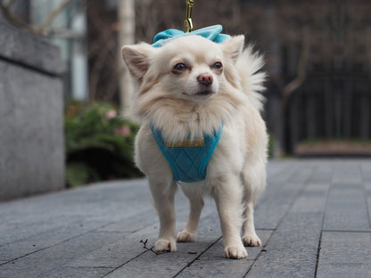 Crystal Blue | Aqua Blue Velvet
- Build Your Own Dog Harness Bundle