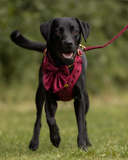Mulberry Haze | Persian Plum Velvet - Build Your Own Dog Harness Bundle