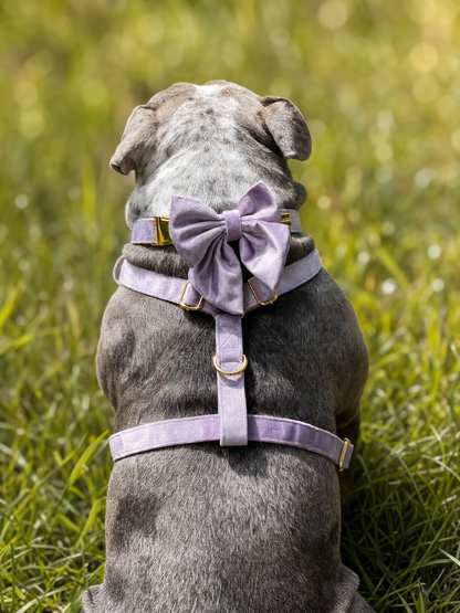 Lavender Veil | Frosted Lilac Velvet - Build Your Own Dog Harness Bundle