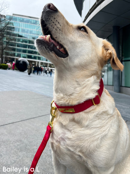 Royal Red Velvet Collar