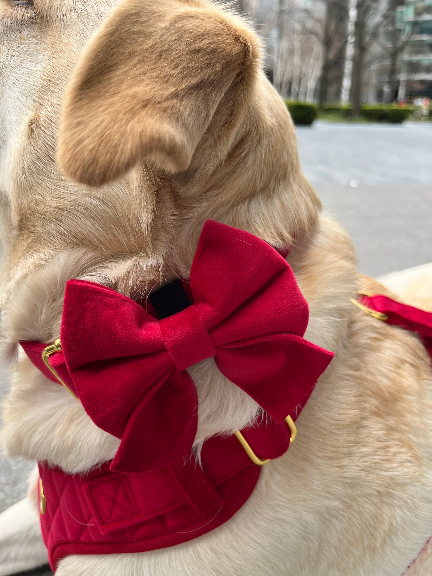 Royal Red Velvet Bow Tie