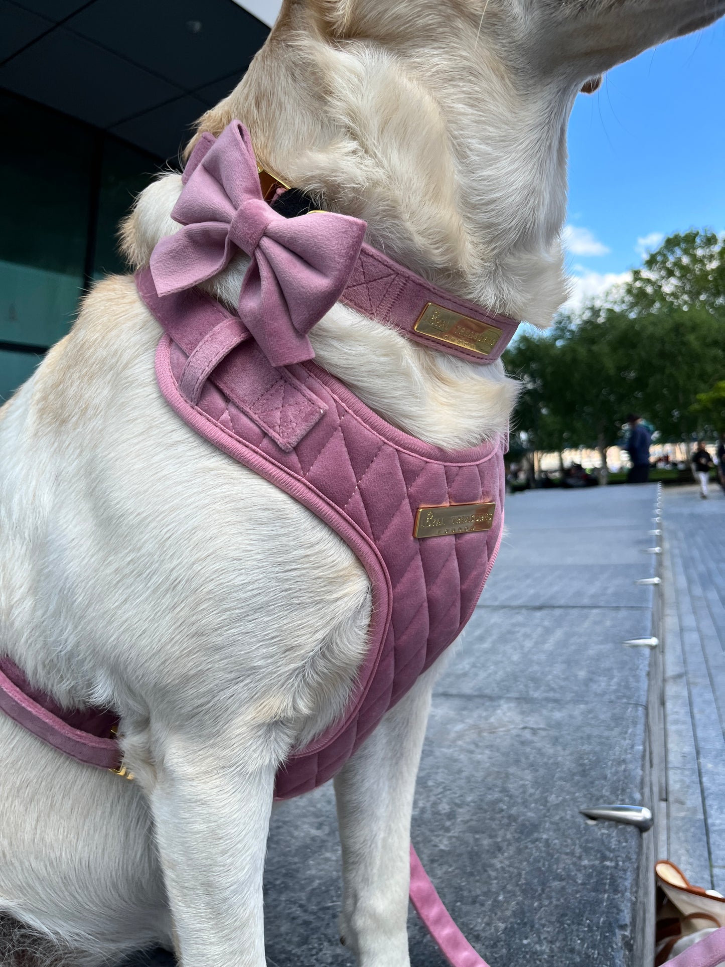 Pretty in Pink Velvet Bow Tie