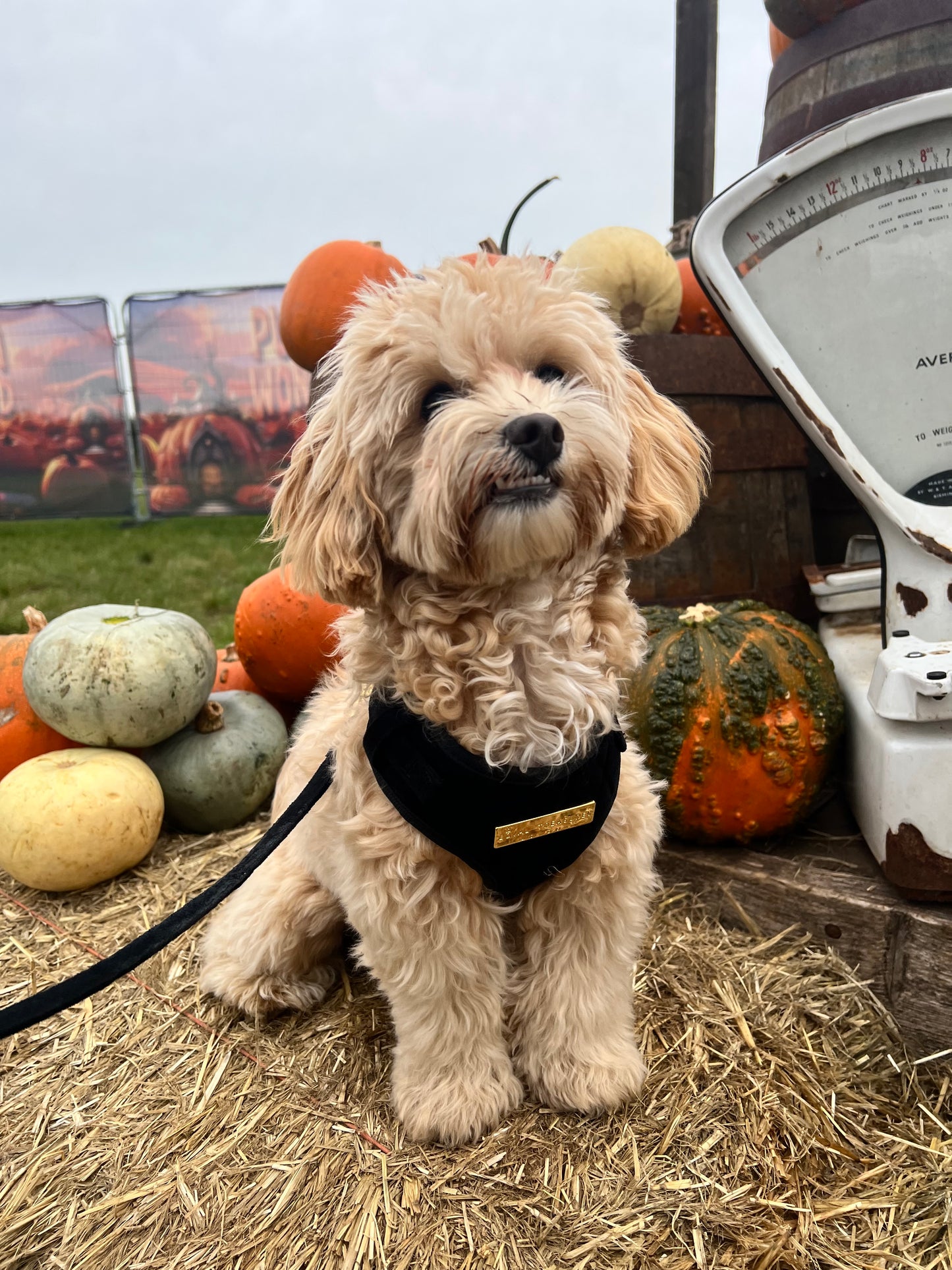Loyal Treasures Clearance Sale - Harness / Lead / Collars