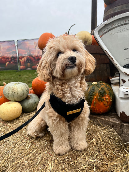 Loyal Treasures Clearance Sale - Harness / Lead / Collars