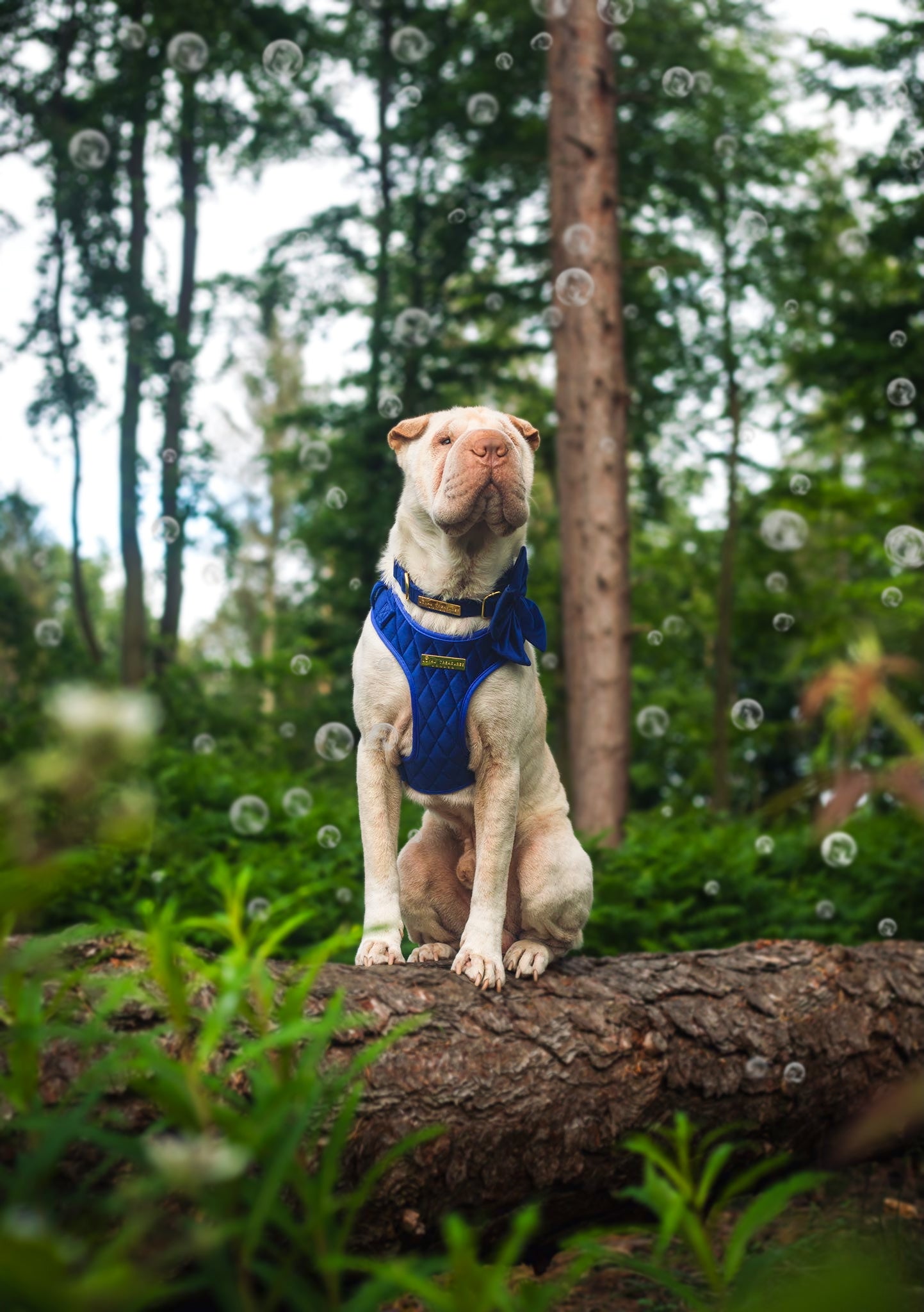 Blue Moon Velvet - Build Your Own Harness Bundle