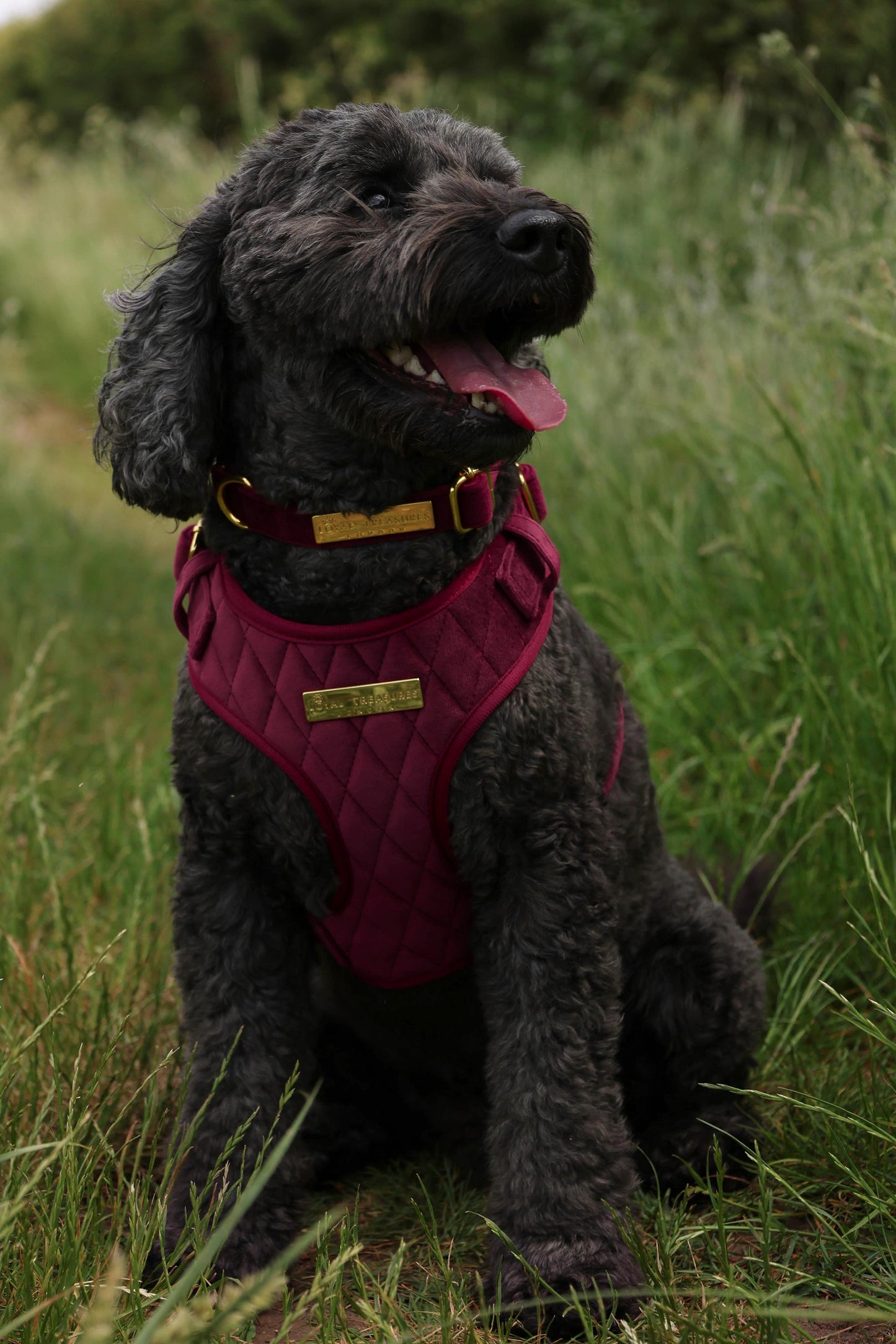 Mulberry Haze | Persian Plum Velvet - Build Your Own Dog Harness Bundle