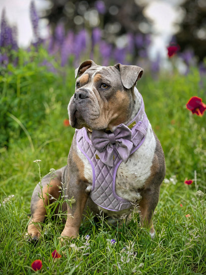 Lavender Veil | Frosted Lilac Velvet - Build Your Own Dog Harness Bundle