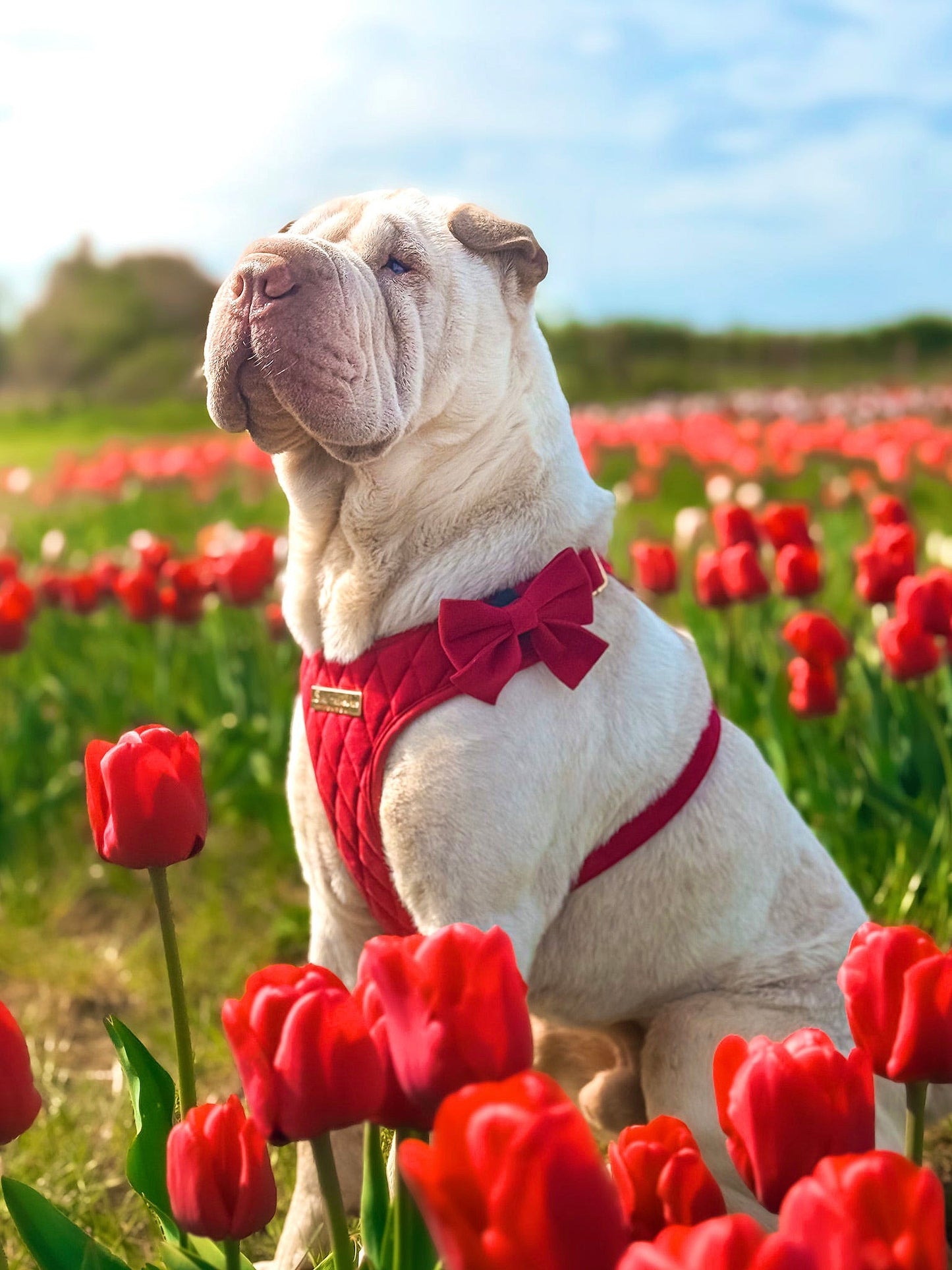 Royal Red Velvet - Build Your Own Harness Bundle