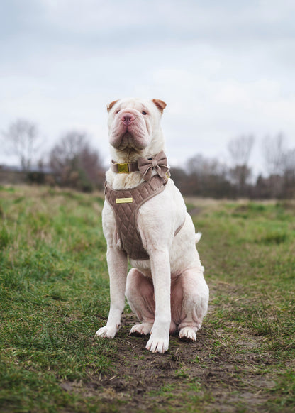 Cafe au Lait Chic Harness, Lead, Collar, Poop Bag, Bow Tie Bundle