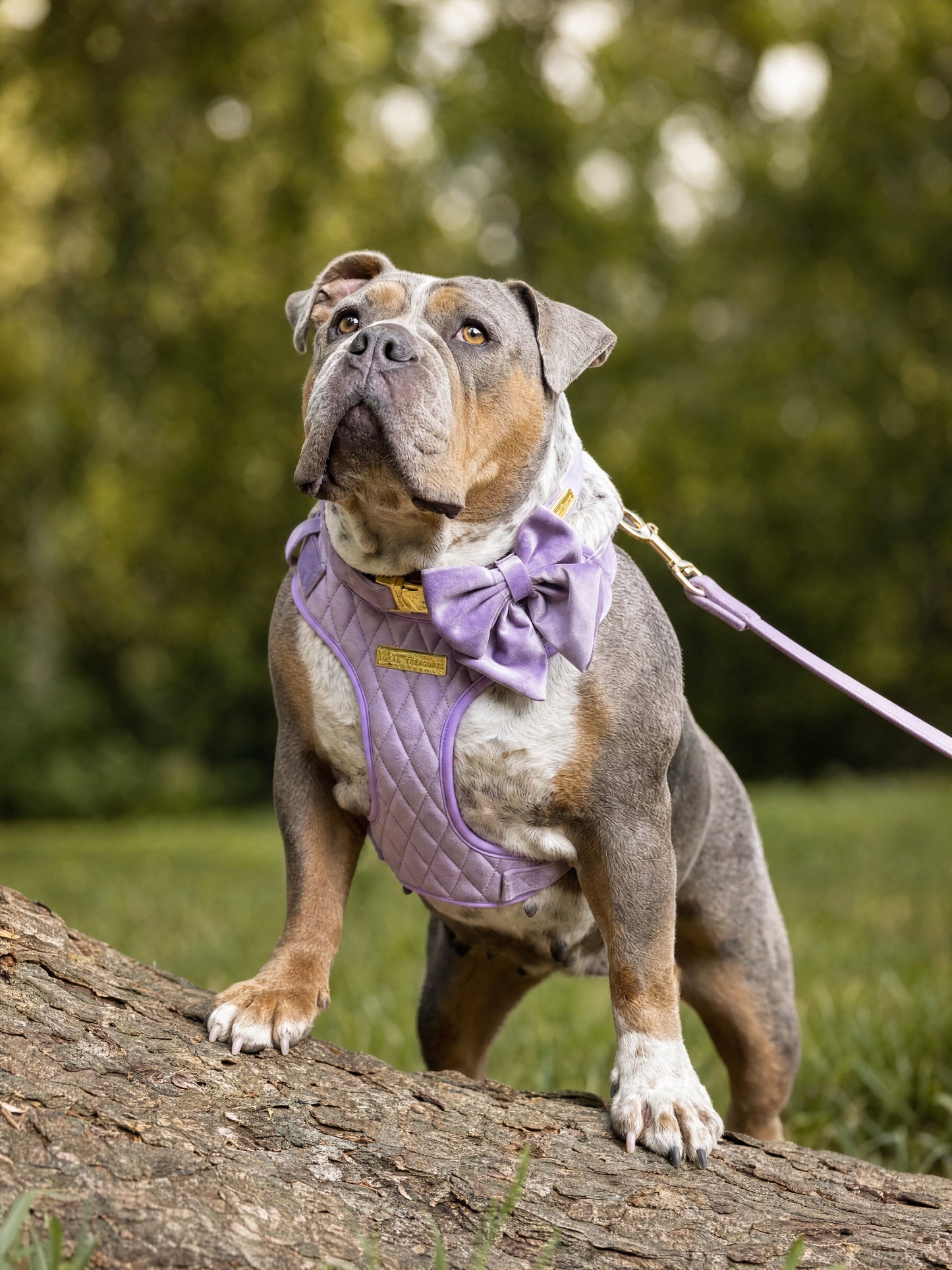 Lavender Veil | Frosted Lilac Velvet - Build Your Own Dog Harness Bundle