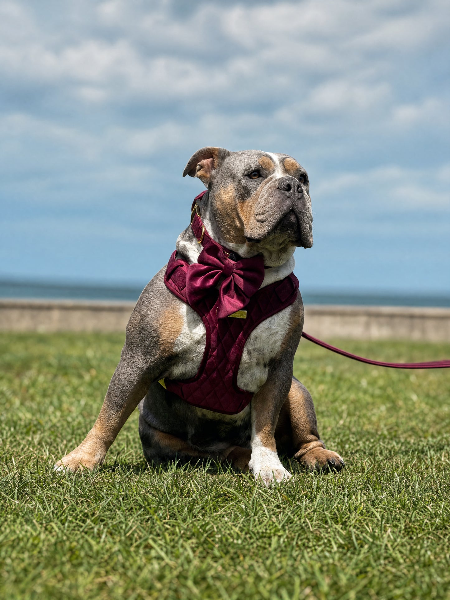 Mulberry Haze | Persian Plum Velvet - Build Your Own Dog Harness Bundle