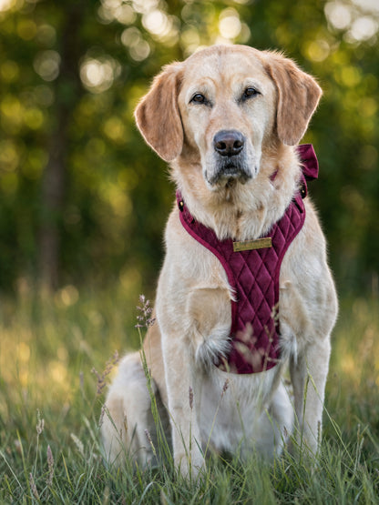 Mulberry Haze | Persian Plum Velvet - Build Your Own Dog Harness Bundle
