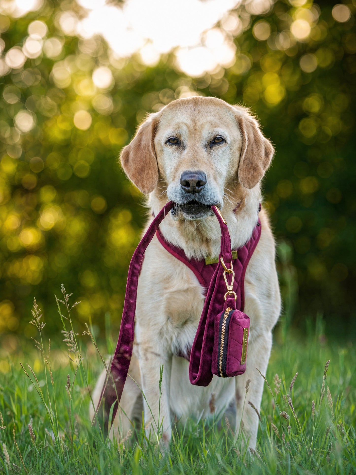 Mulberry Haze | Persian Plum Velvet - Build Your Own Dog Harness Bundle