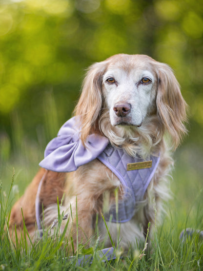 Lavender Veil | Frosted Lilac Velvet - Build Your Own Dog Harness Bundle