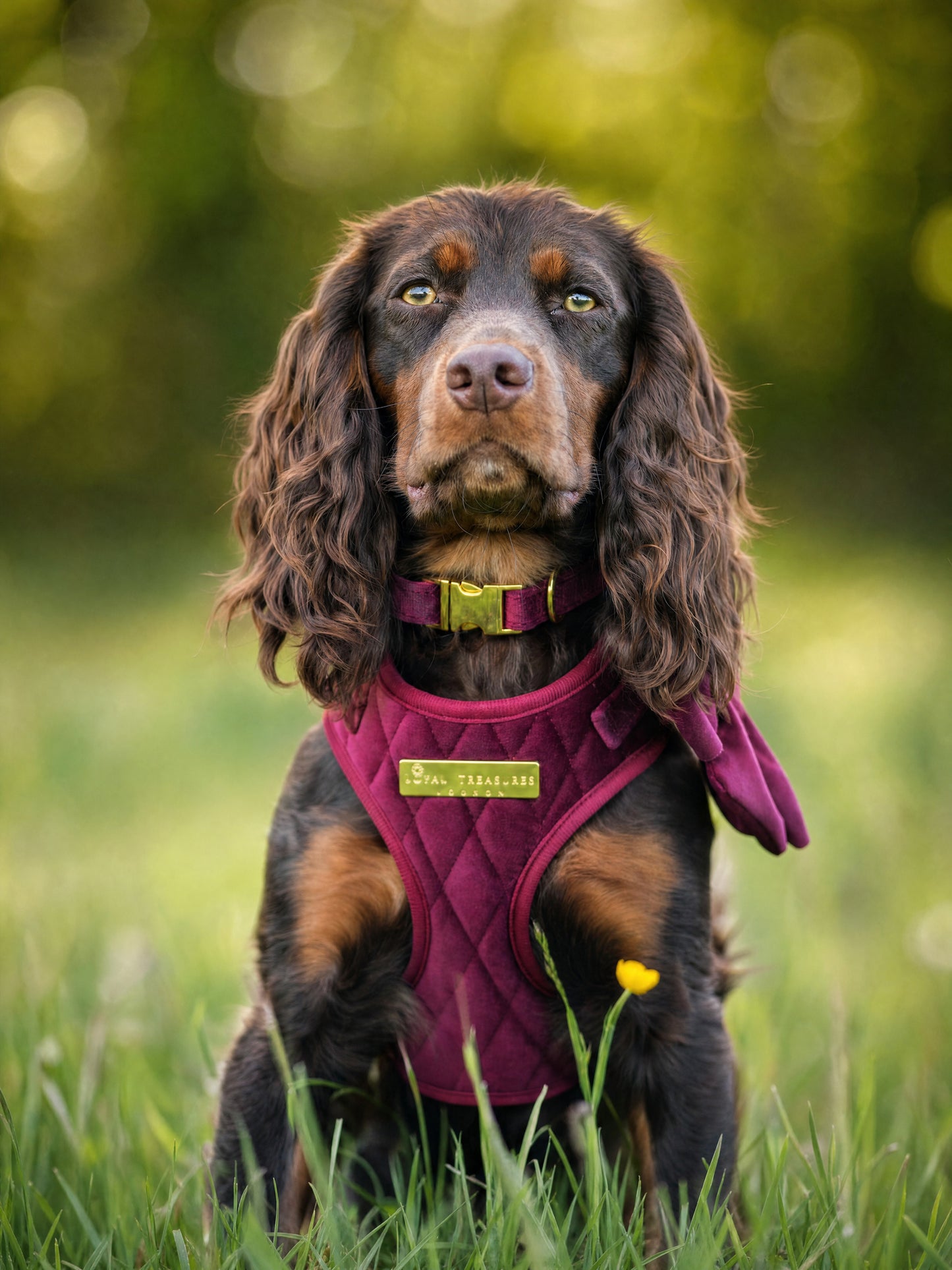 Mulberry Haze | Persian Plum Velvet - Build Your Own Dog Harness Bundle