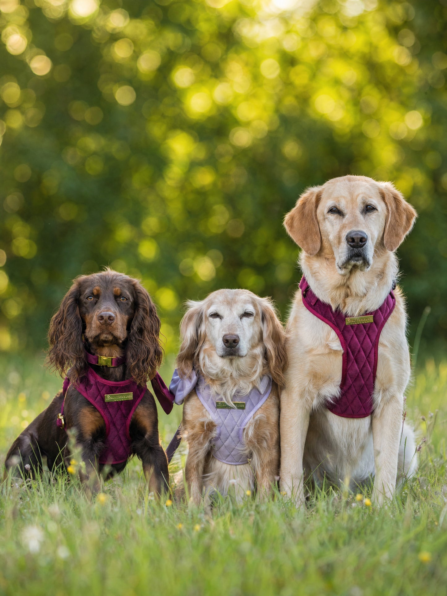 Mulberry Haze | Persian Plum Velvet - Build Your Own Dog Harness Bundle