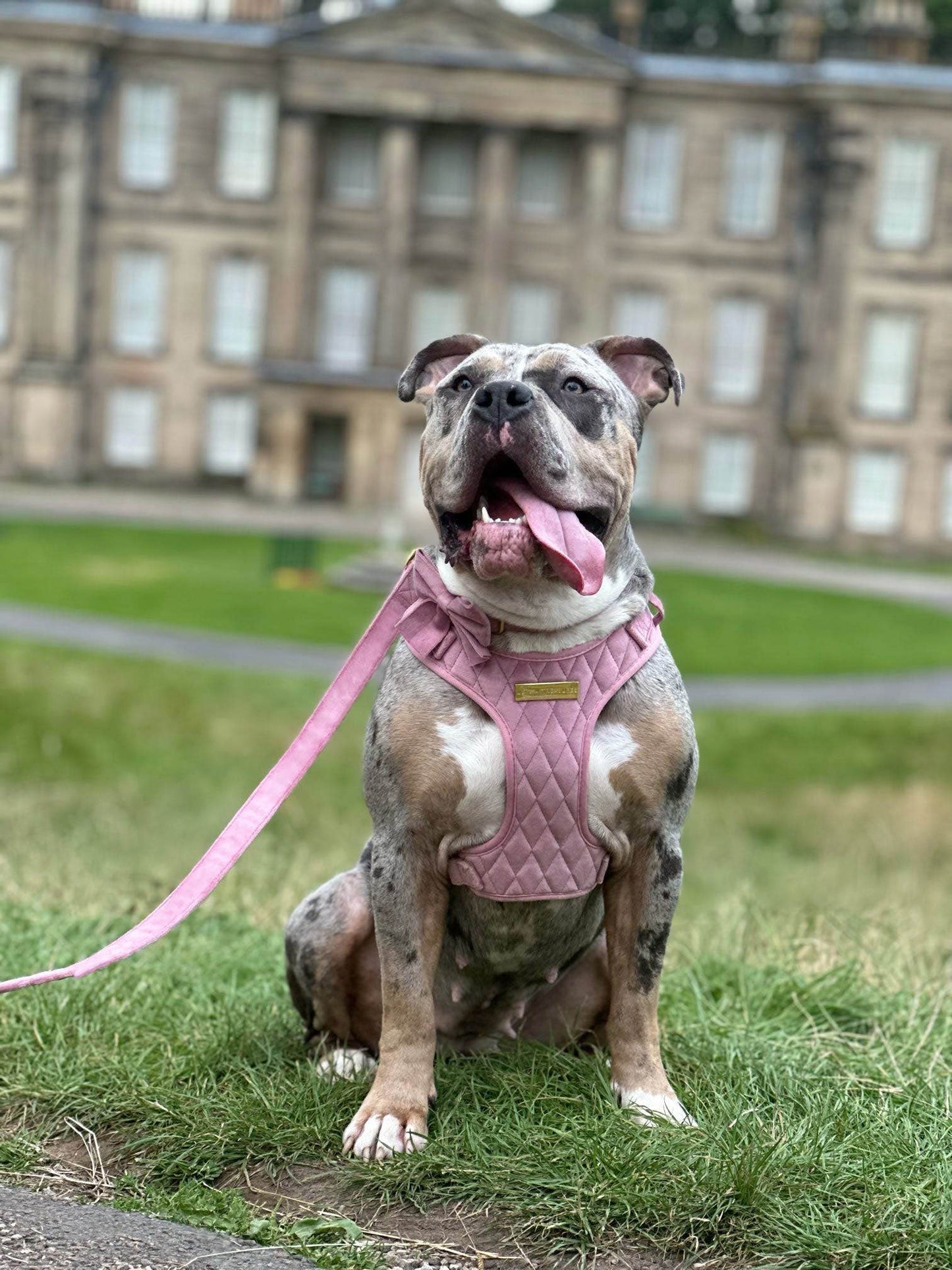 Loyal Treasures Clearance Sale - Harness / Lead / Collars