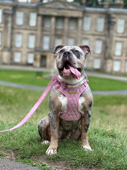 Loyal Treasures Clearance Sale - Harness / Lead / Collars