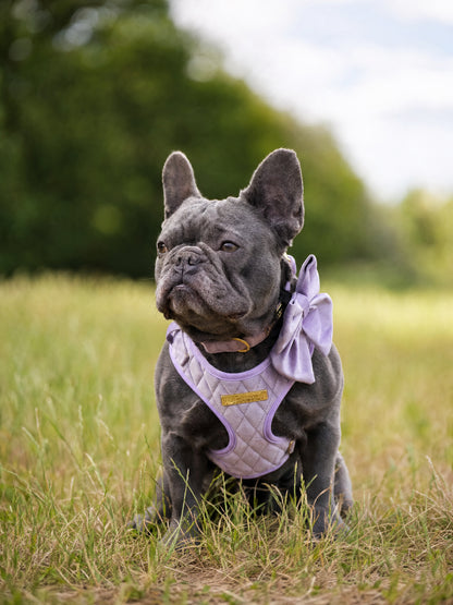 Lavender Veil | Frosted Lilac Velvet - Build Your Own Dog Harness Bundle