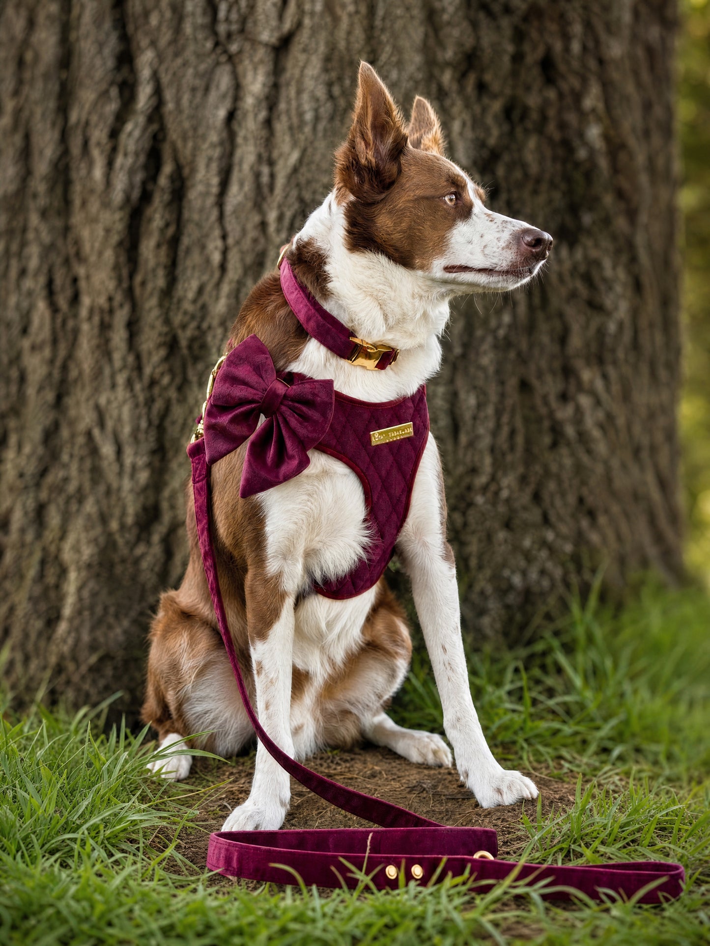 Mulberry Haze | Persian Plum Velvet - Build Your Own Dog Harness Bundle