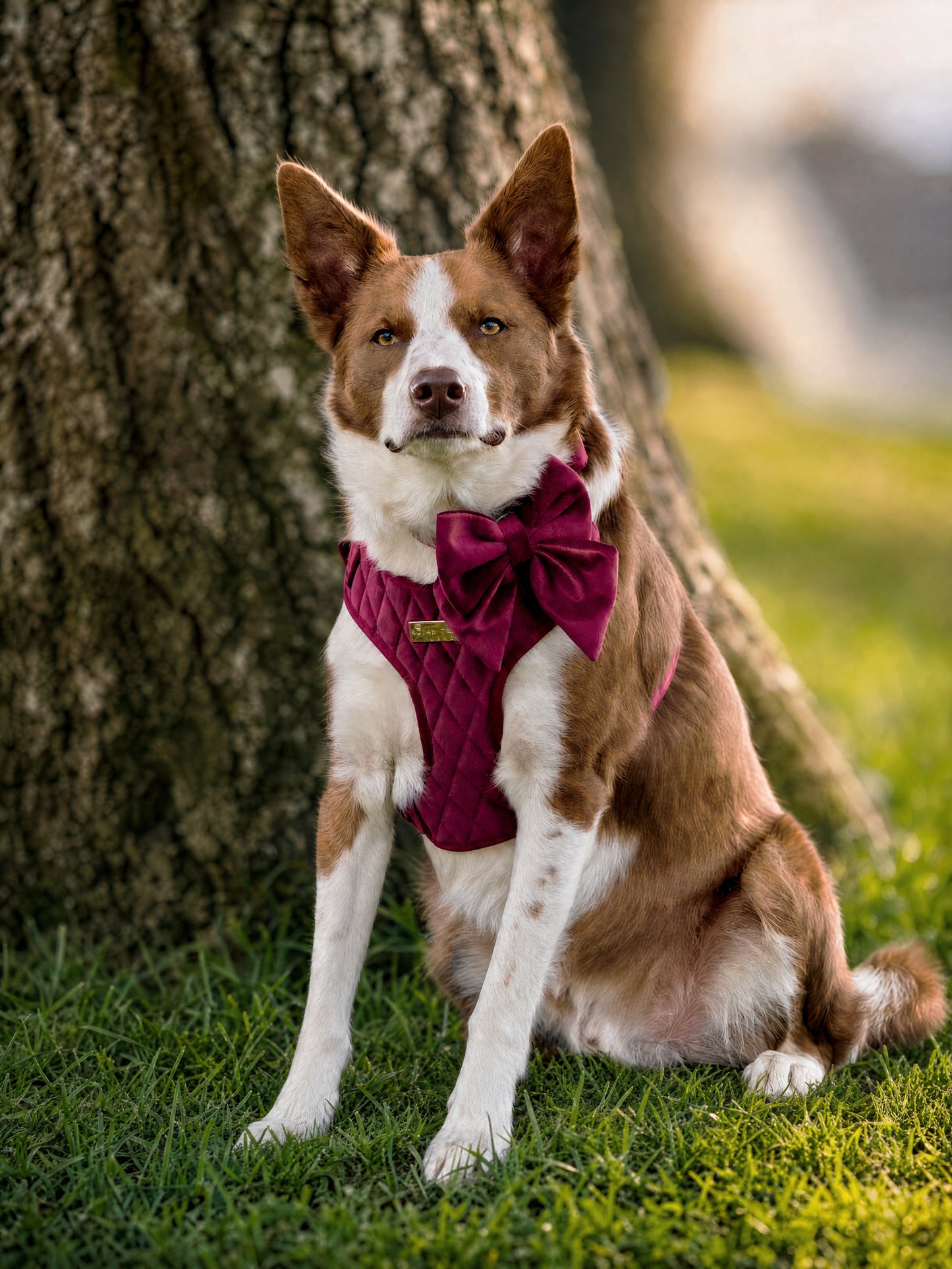 Mulberry Haze | Persian Plum Velvet - Build Your Own Dog Harness Bundle