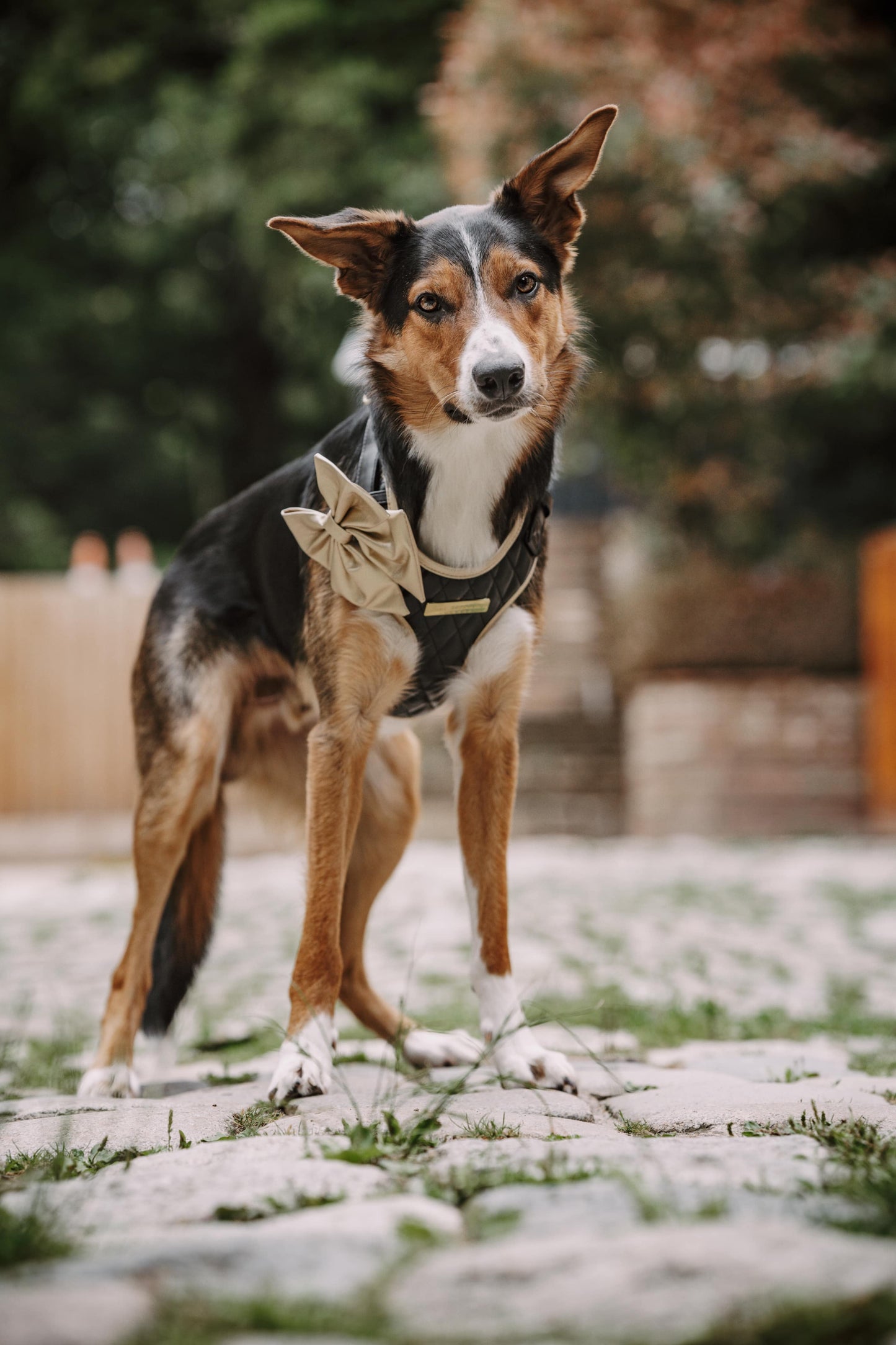 Black Diamond | Blackjack Vegan Leather - Build Your Own Dog Harness Bundle