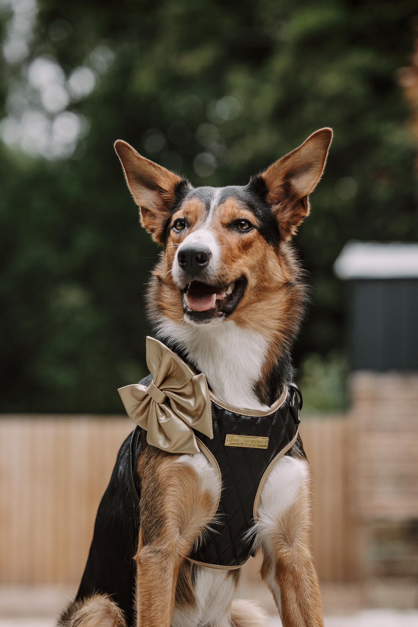 Black Diamond | Blackjack Vegan Leather - Build Your Own Dog Harness Bundle