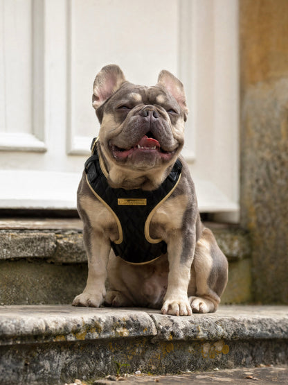 Black Diamond | Blackjack Vegan Leather - Build Your Own Dog Harness Bundle