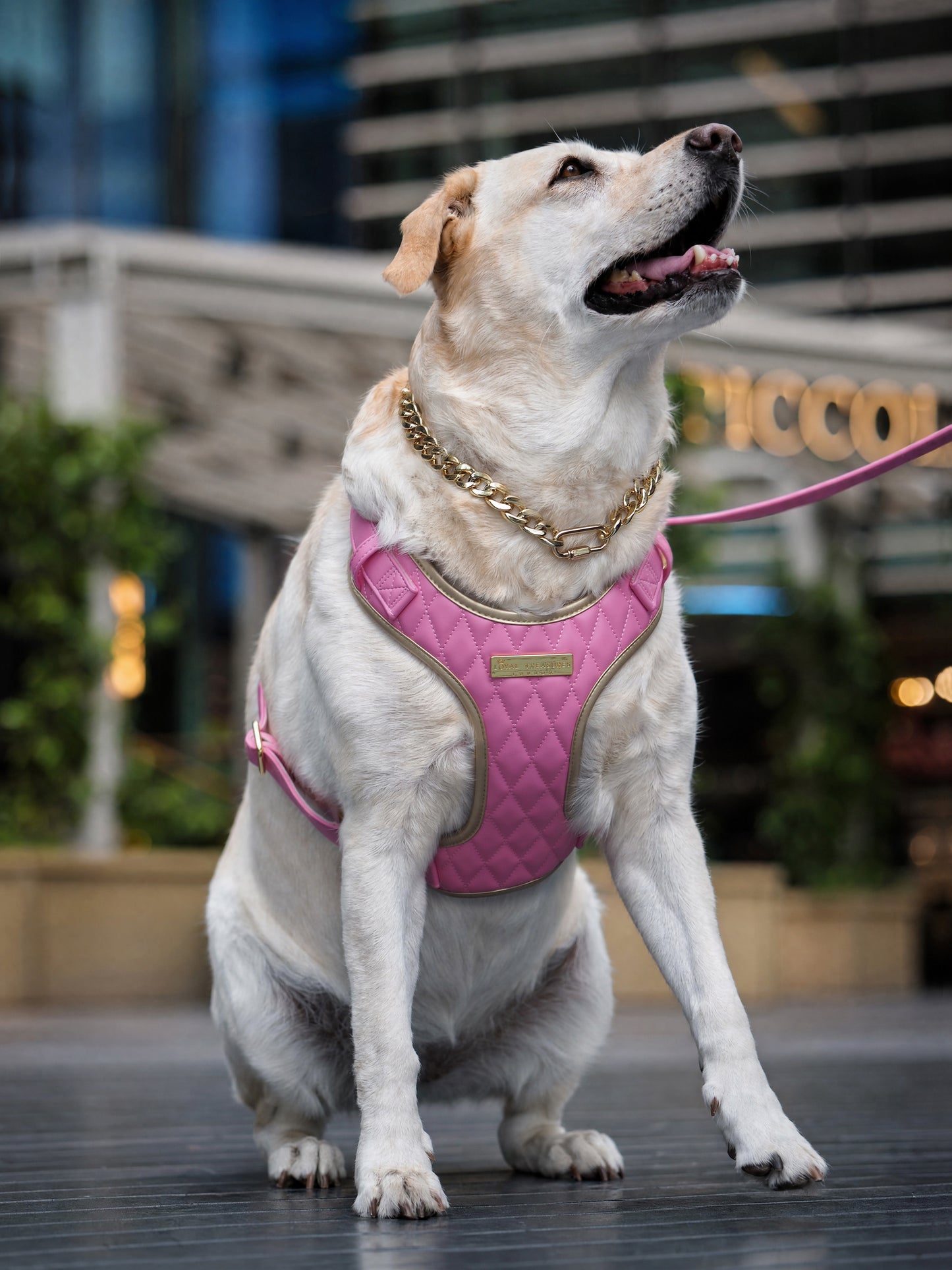 Pink Diamond | Bubblegum Vegan Leather - Build Your Own Dog Harness Bundle