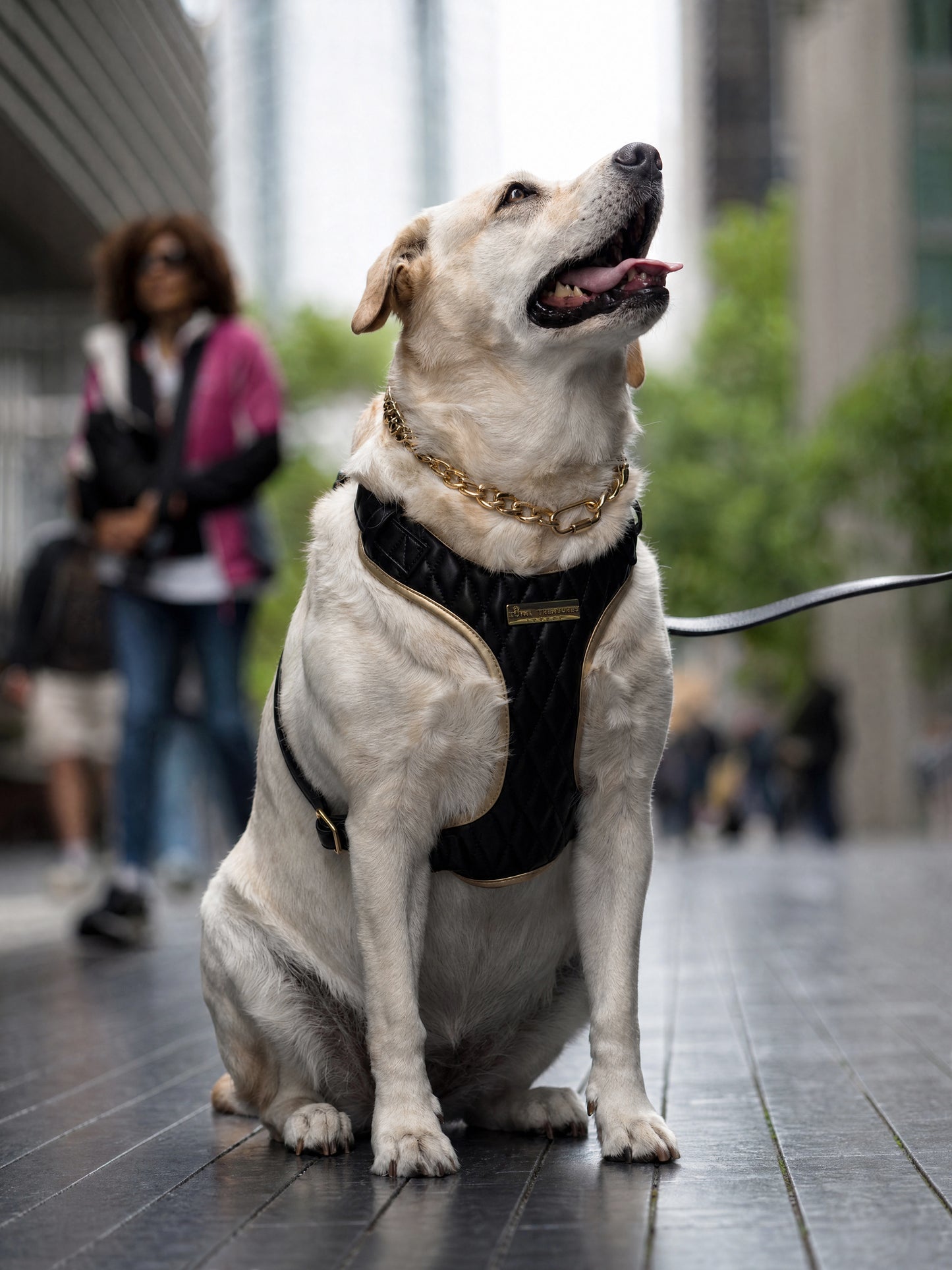 Black Diamond | Blackjack Vegan Leather - Build Your Own Dog Harness Bundle