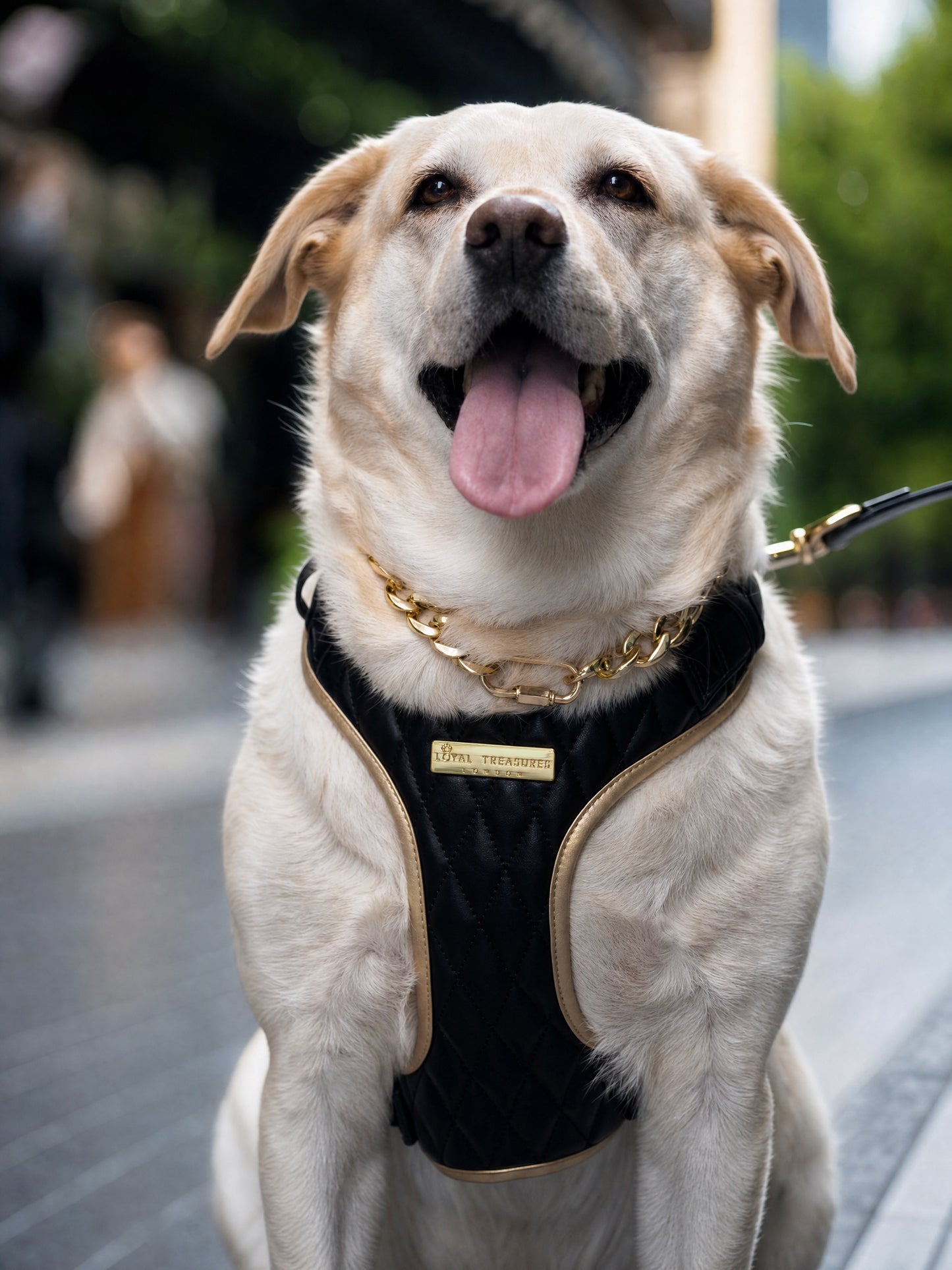 Black Diamond | Blackjack Vegan Leather - Build Your Own Dog Harness Bundle